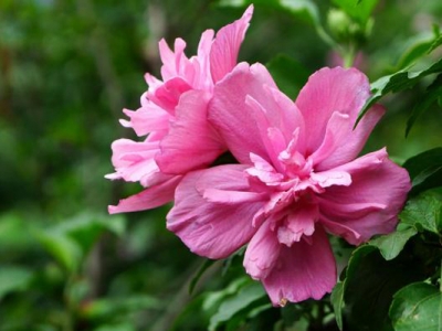 木槿花夏天可以移植嗎？