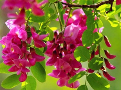 紫穗槐種子種植可以直接播種嗎？