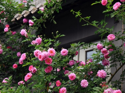 薔薇花的種子幾月份可以采摘？