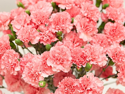 康乃馨種子七月份可以種植嗎？
