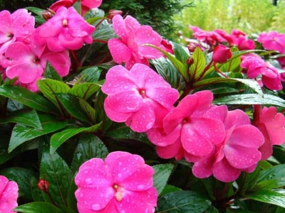 鳳仙花種子七月可以種嗎？