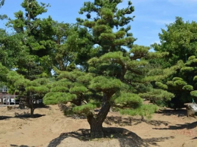 黑松種子可以用河砂種植嗎？