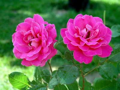 花徑20公分以上的月季花有嗎？