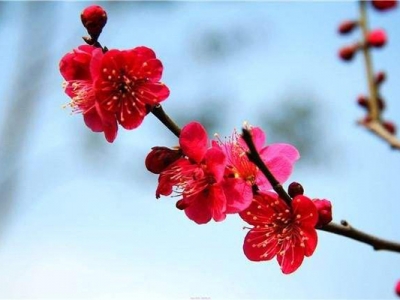 有紅色的臘梅花嗎？