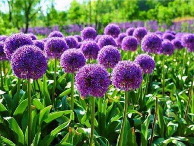 大花蔥種子多長時間開花？