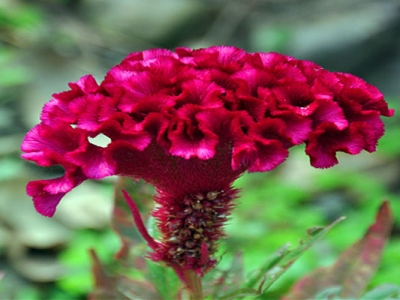 鳳尾雞冠花從種子到開花需要多久？