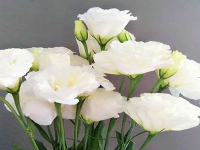 洋桔梗種子從發(fā)芽到開花得多長時間？