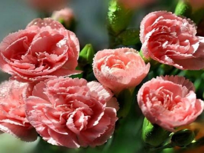 康乃馨從種子到開花多久？