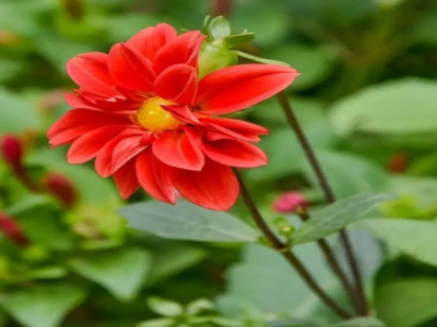 小麗花種子多久開花？