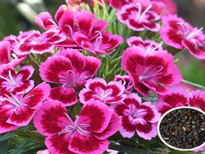 五彩石竹種子多久發(fā)芽開花？