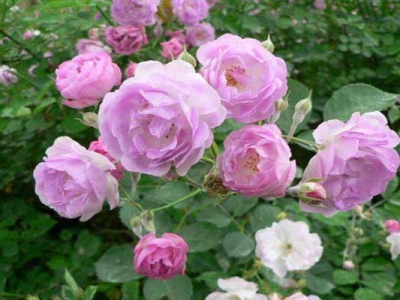 薔薇種子多久發(fā)芽多久開花？