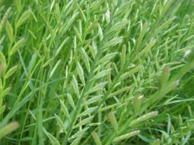 多花黑麥草可以秋天播種嗎？