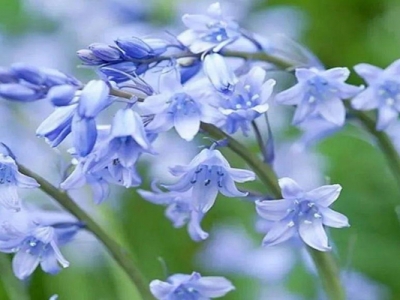 藍(lán)風(fēng)鈴花什么季節(jié)開花？