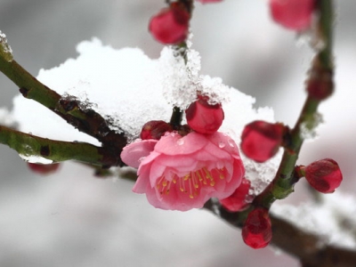 梅花樹(shù)一般什么時(shí)候開(kāi)花？