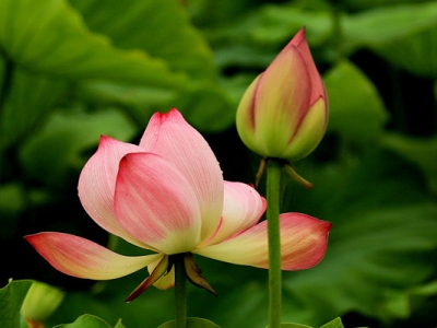 吉林省荷花什么時侯開花？