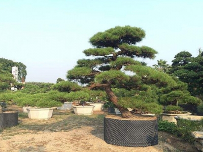 黑松什么時間撒種子？
