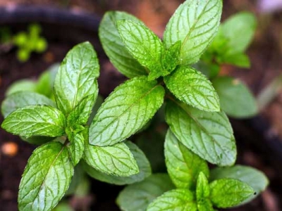 薄荷種子播種時間是幾月？