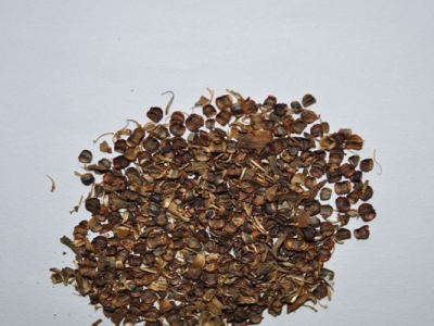金雞菊種子收集時(shí)間是幾月？