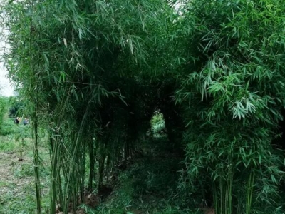 四季常青竹子是什么品種