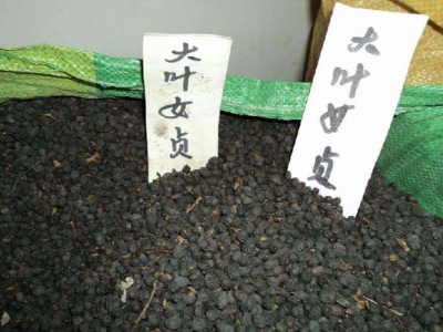 大葉女貞什么時間采種子？