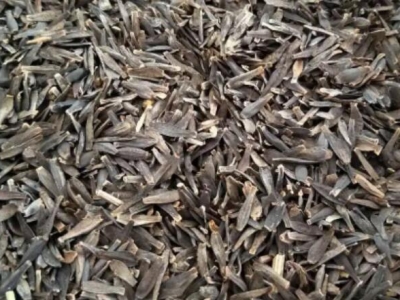 大麗花種子適合什么季節(jié)種