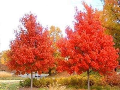 美國紅楓夏季能否移栽