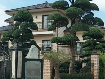 黑松移栽后怎樣才能提高成活率