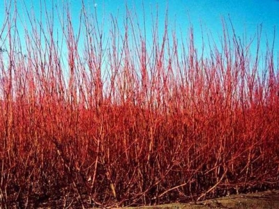 移栽的紅瑞木會(huì)不會(huì)發(fā)芽