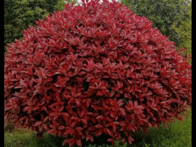 紅葉石楠花語