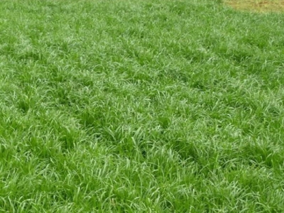 牧草黑麥草哪個(gè)季節(jié)種？