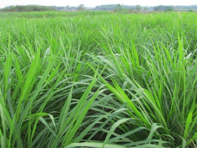 內(nèi)蒙古牧草種類有哪些？