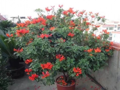 有灌木凌霄花嗎？