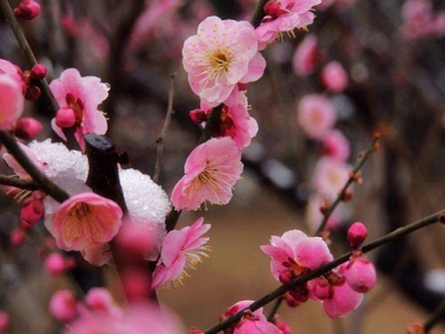 廣東有梅花嗎？
