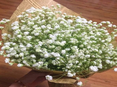 滿天星花對(duì)人有害嗎？