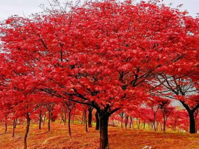 日本紅楓10公分價格是多少？