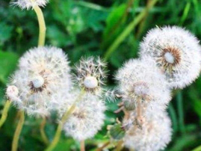 蒲公英種植期是在幾月？
