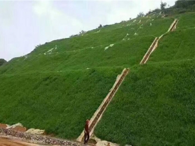 護坡高羊茅和草坪高羊茅有哪些區(qū)別？
