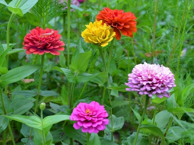 非洲菊和百日草的區(qū)別是什么？