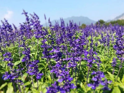 鼠尾草和魯冰花的區(qū)別在哪？