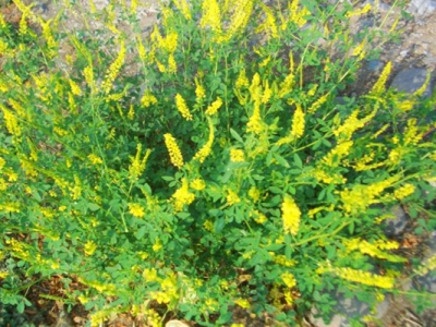 草木犀和紫花苜蓿的區(qū)別在哪里？