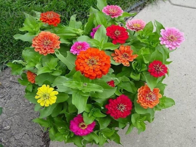 草本花與宿根花什么區(qū)別？