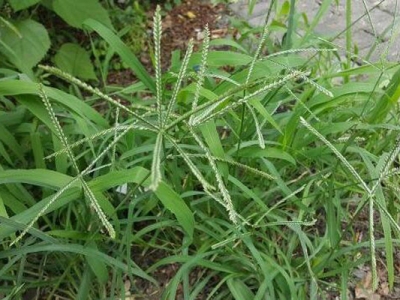 狗牙根和牛筋草的區(qū)別是什么？