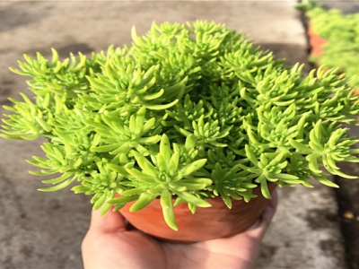 佛甲草和太陽(yáng)花怎么區(qū)別？