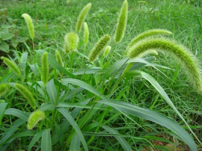 狗尾草與高羊茅的區(qū)別是什么？