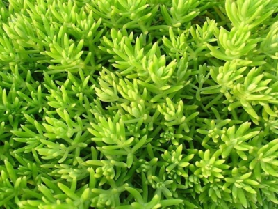 太陽(yáng)花與佛甲草怎么區(qū)別？