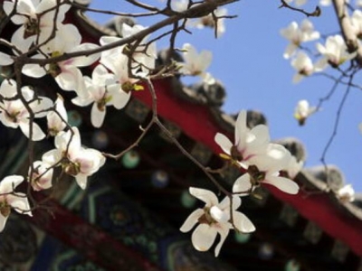 北方玉蘭樹什么時(shí)候移栽最好
