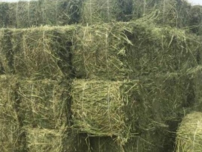 苜蓿草適合種植的地區(qū)