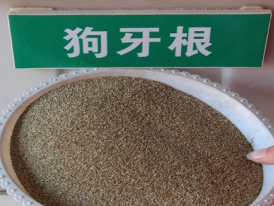 狗牙根草籽一平方播撒多少？