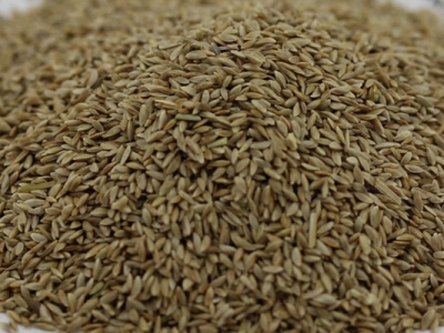 種狗牙根每平方米多少草籽？