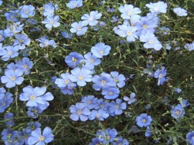 藍(lán)花亞麻種子什么時(shí)候成熟？
